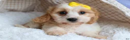 Cavachon dogs for sale: RUBY - Ad 11
