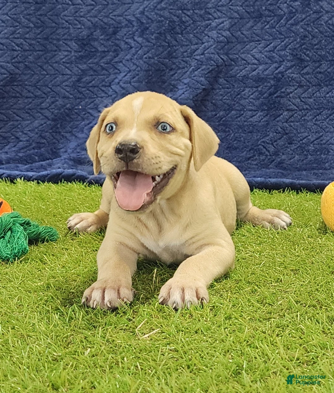 Tan Catahoula Leopard Dog Louisiana Catahoula Dog Louisiana Images