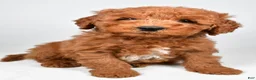 Mini Goldendoodle dogs for sale: Winston  - Ad 4