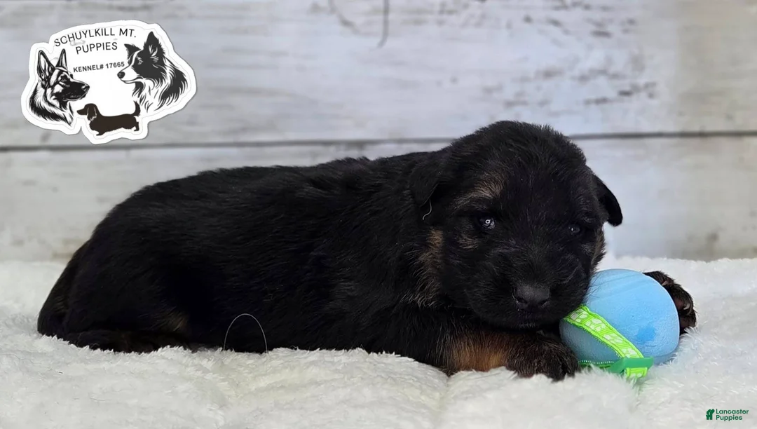 German Shepherd dogs for sale: Rocky  - Ad 1