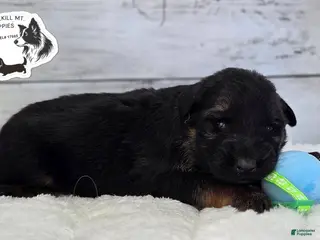 German Shepherd dogs Rocky - Ad 27