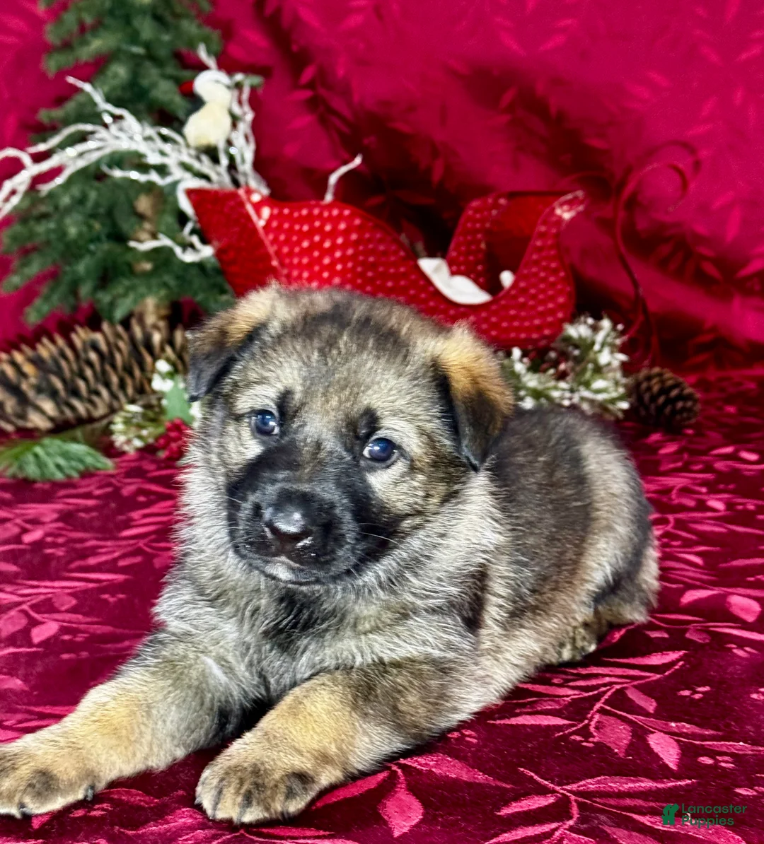German Shepherd dogs for sale: Augusta - Ad 11