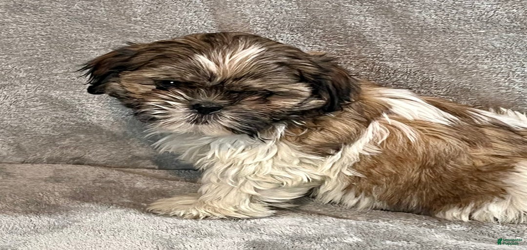 Gallery Image {{count}}