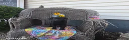 Labrador Retriever dogs for sale: Kristy - Ad 6