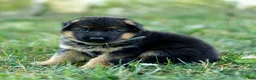 German Shepherd dogs for sale: Zeus - Ad 7