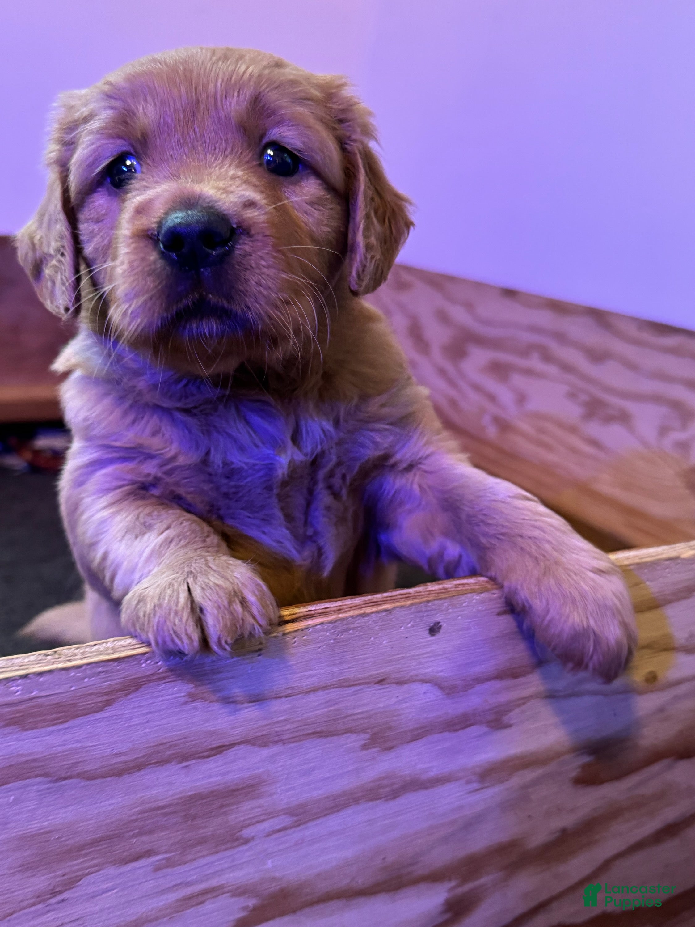 Golden Retriever dogs Girl 3 - Ad 1