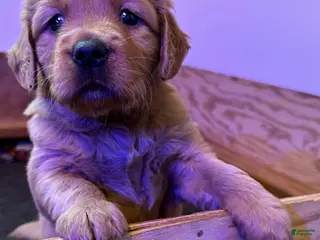 Golden Retriever dogs Girl 3 - Ad 30