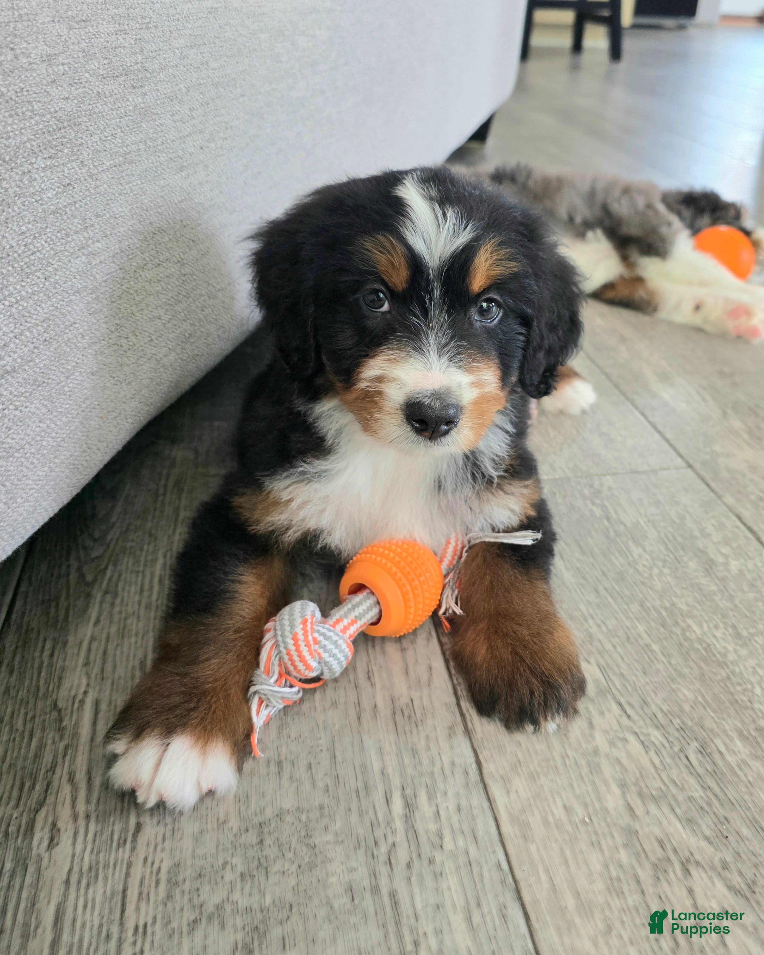Bernedoodle dogs Austin - Ad 1