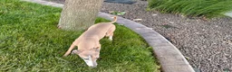 Italian Greyhound dogs for sale: Derek - Ad 7