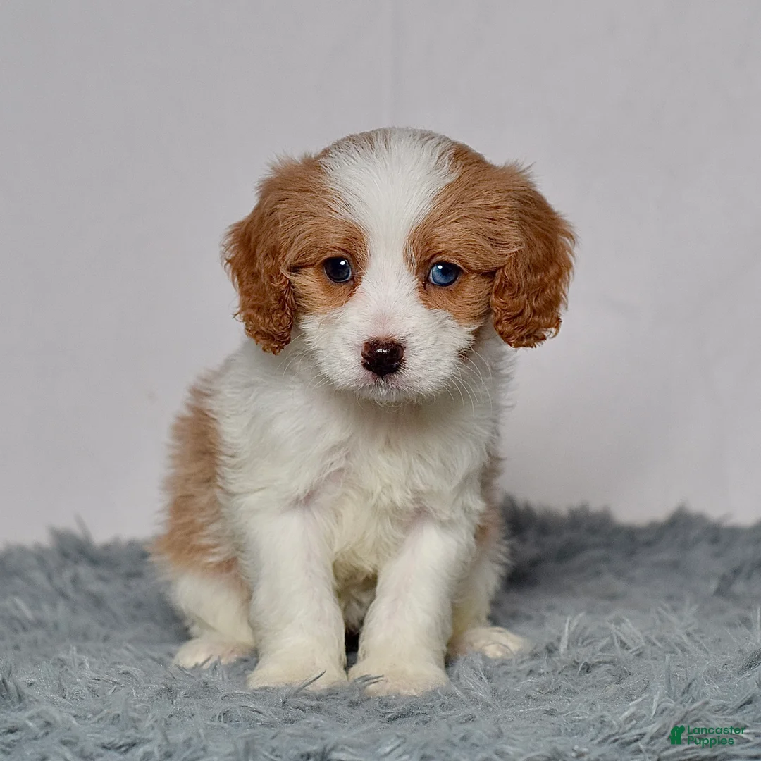 Cavapoo dogs for sale: Mr. Baxter - Ad 7