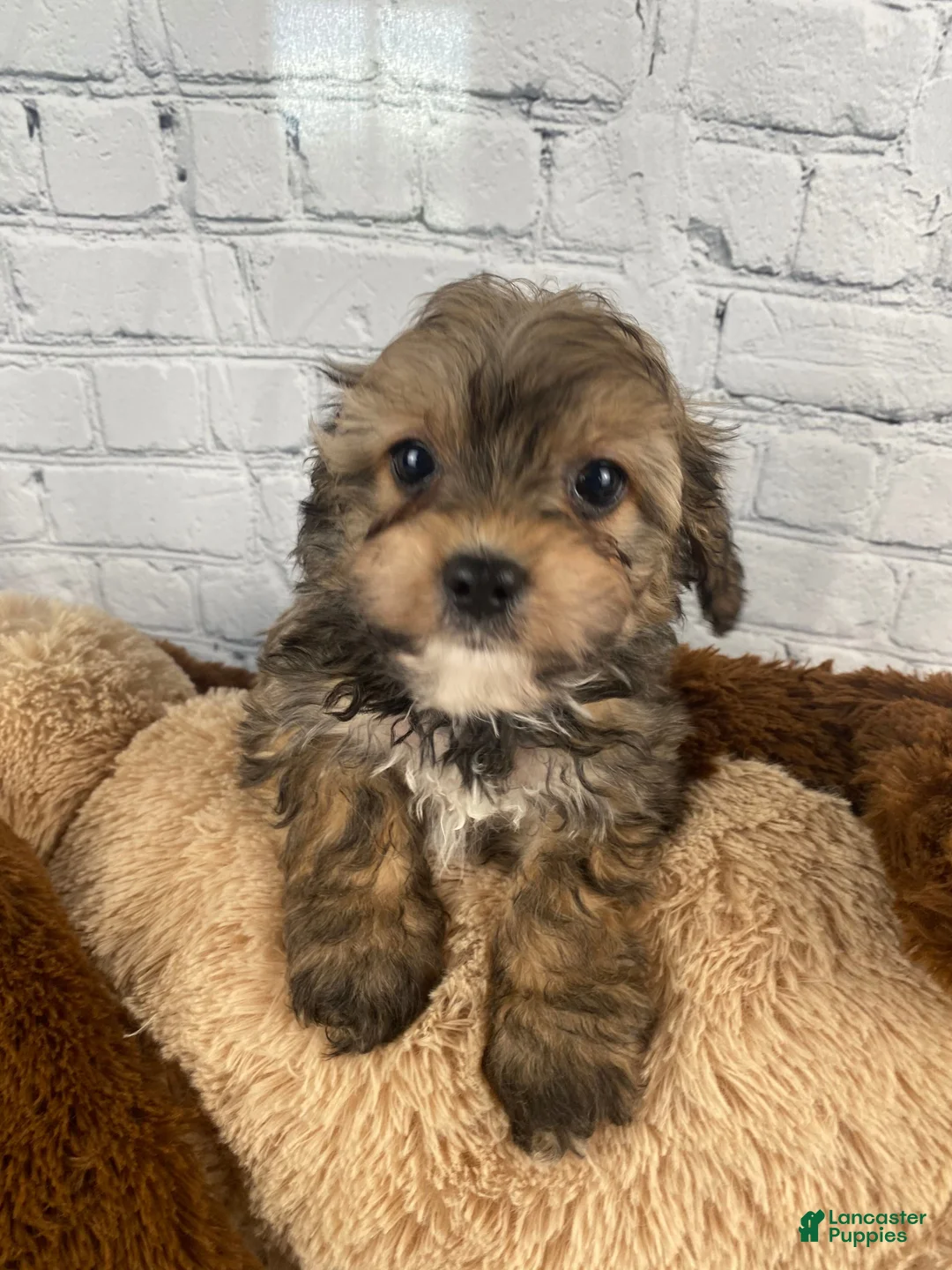 Cavapoo dogs for sale: Simba - Ad 2