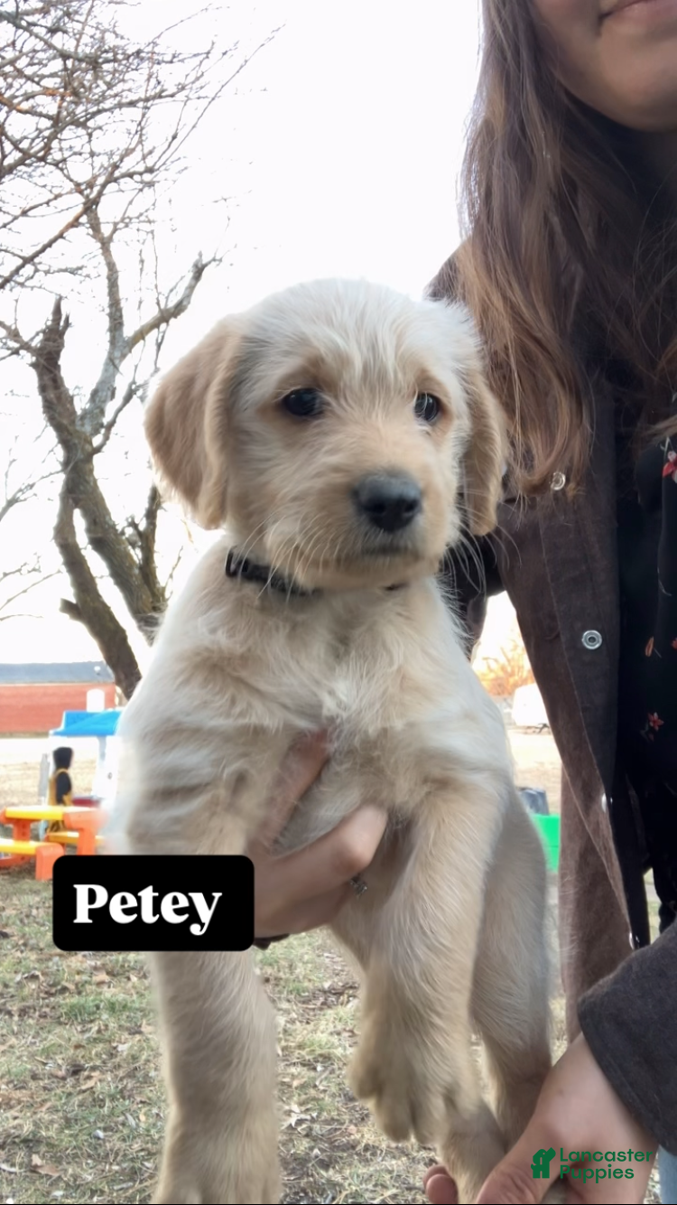 Labradoodle dogs for sale: Petey - Ad 3