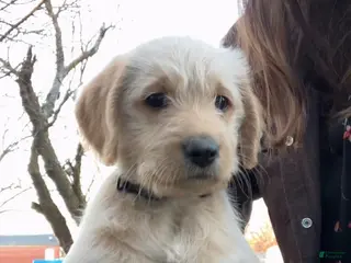 Labradoodle dogs for sale: Petey - Ad 3