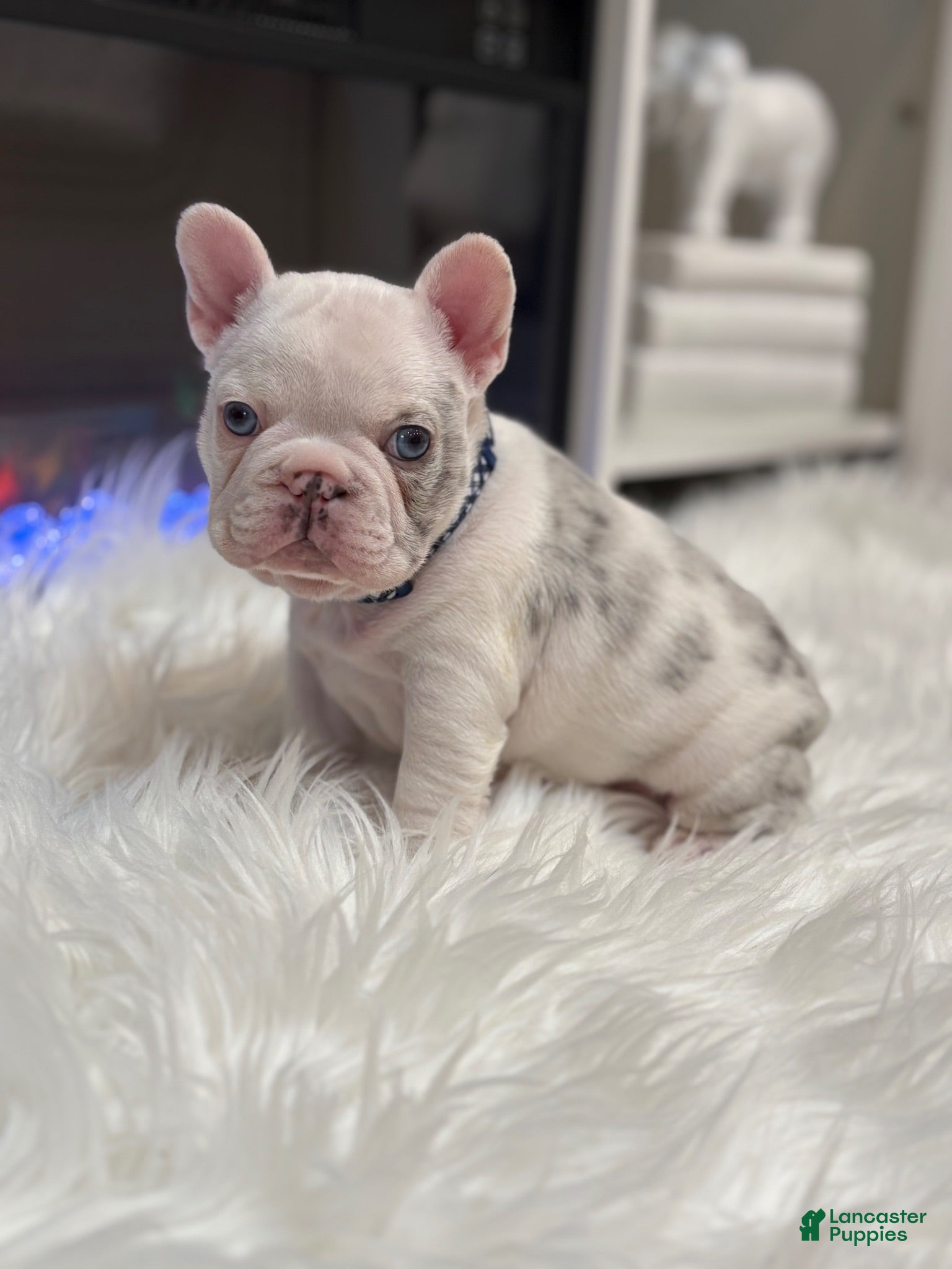 French Bulldog dogs Rylo - Ad 1