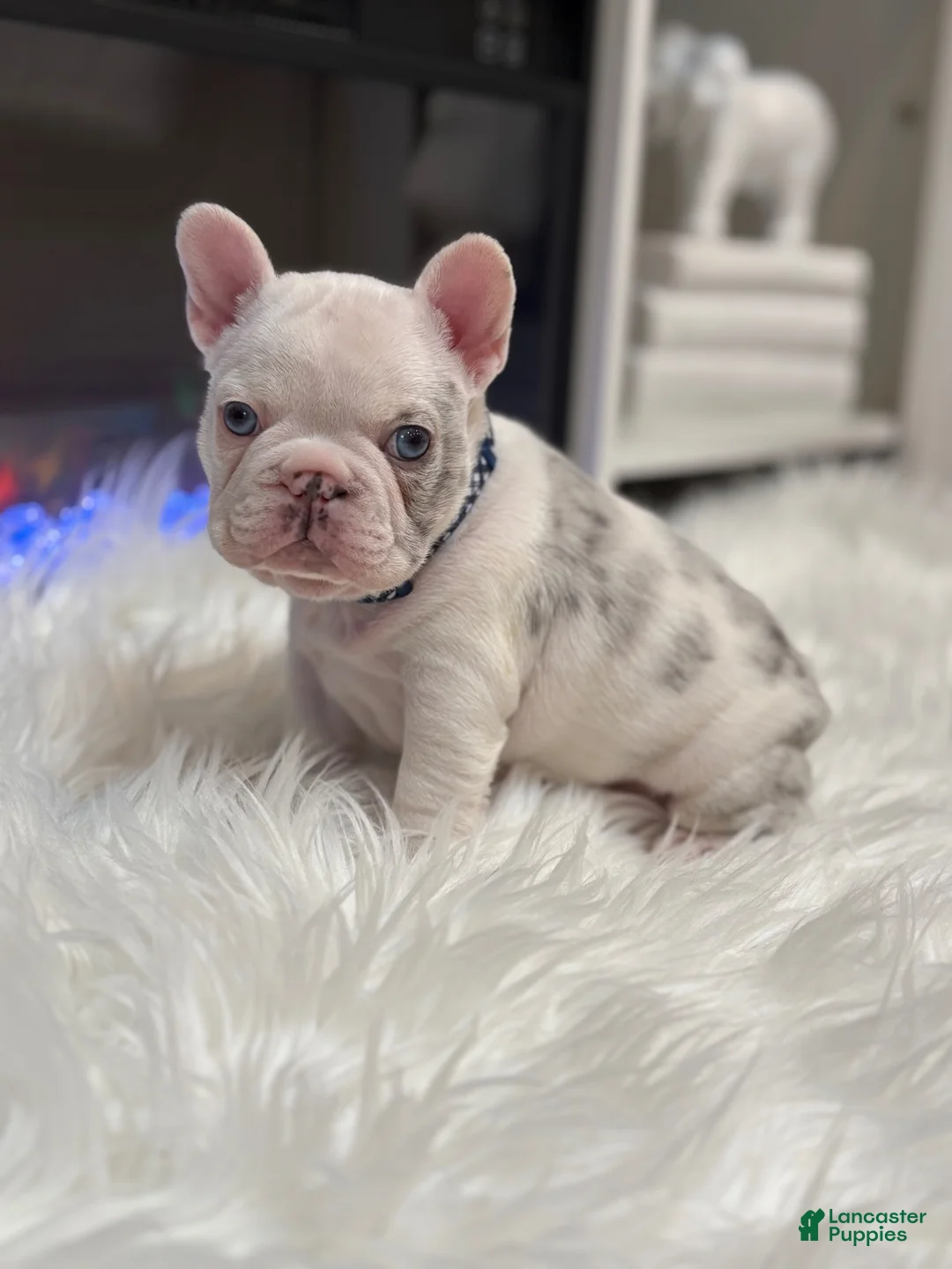 French Bulldog dogs for sale: Rylo - Ad 1