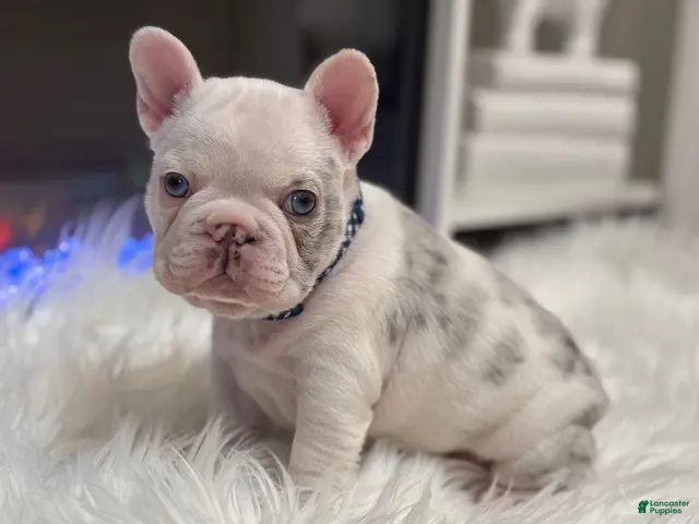 French Bulldog dogs for sale: Rylo - Ad 1