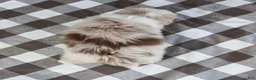 Australian Shepherd dogs for sale: Rocky - Ad 8