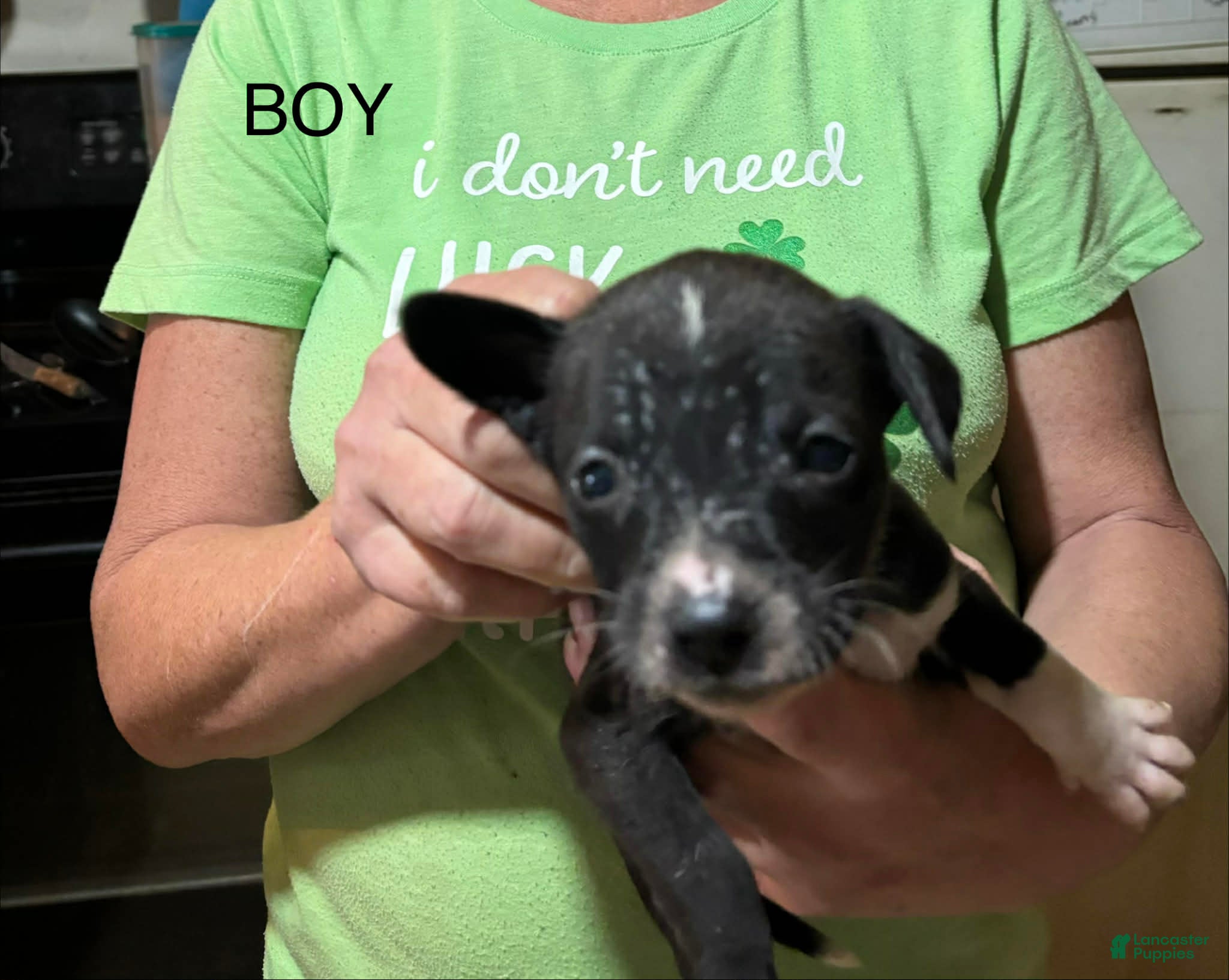 Mixed Breed dogs Mixed Breed Puppy 6 - Ad 21