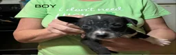 Mixed Breed dogs for sale: Mixed Breed Puppy 6 - Ad 1