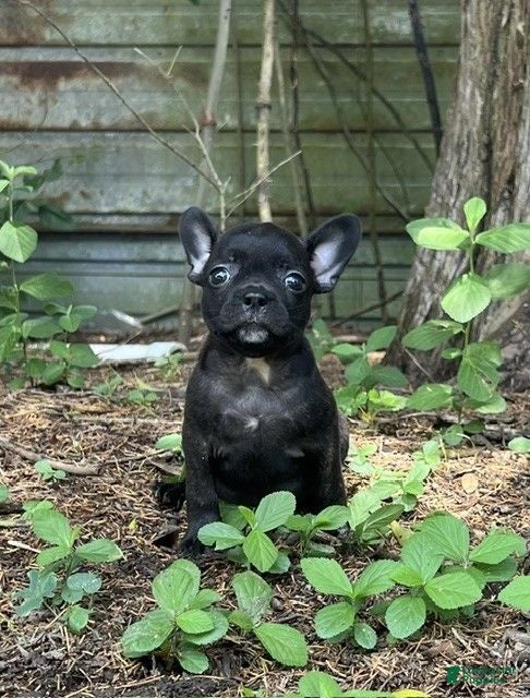 Frenchton dogs Frenchton 1 - Ad 17