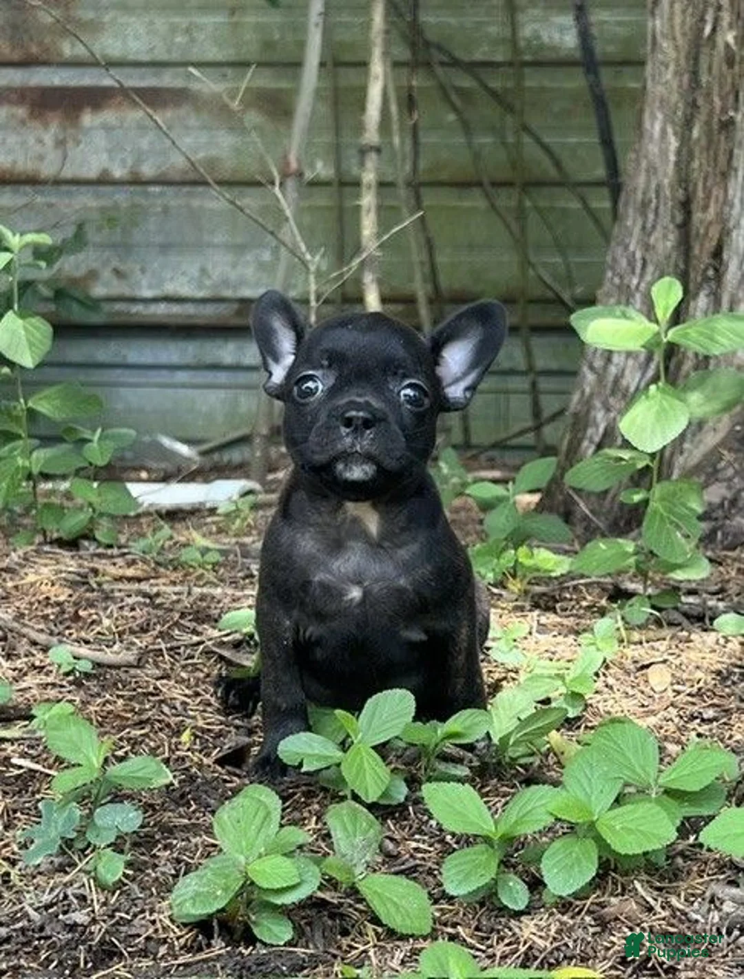 Frenchton dogs for sale: Frenchton 1 - Ad 1