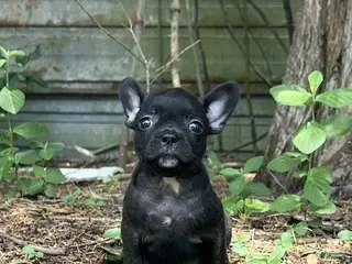 Frenchton dogs Frenchton 1 - Ad 17