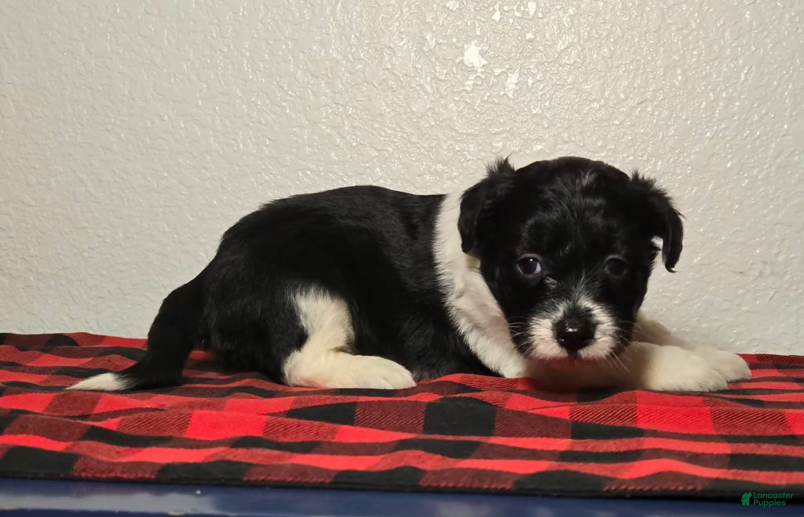 Mini Aussiedoodle dogs Paisley – Female - Ad 28