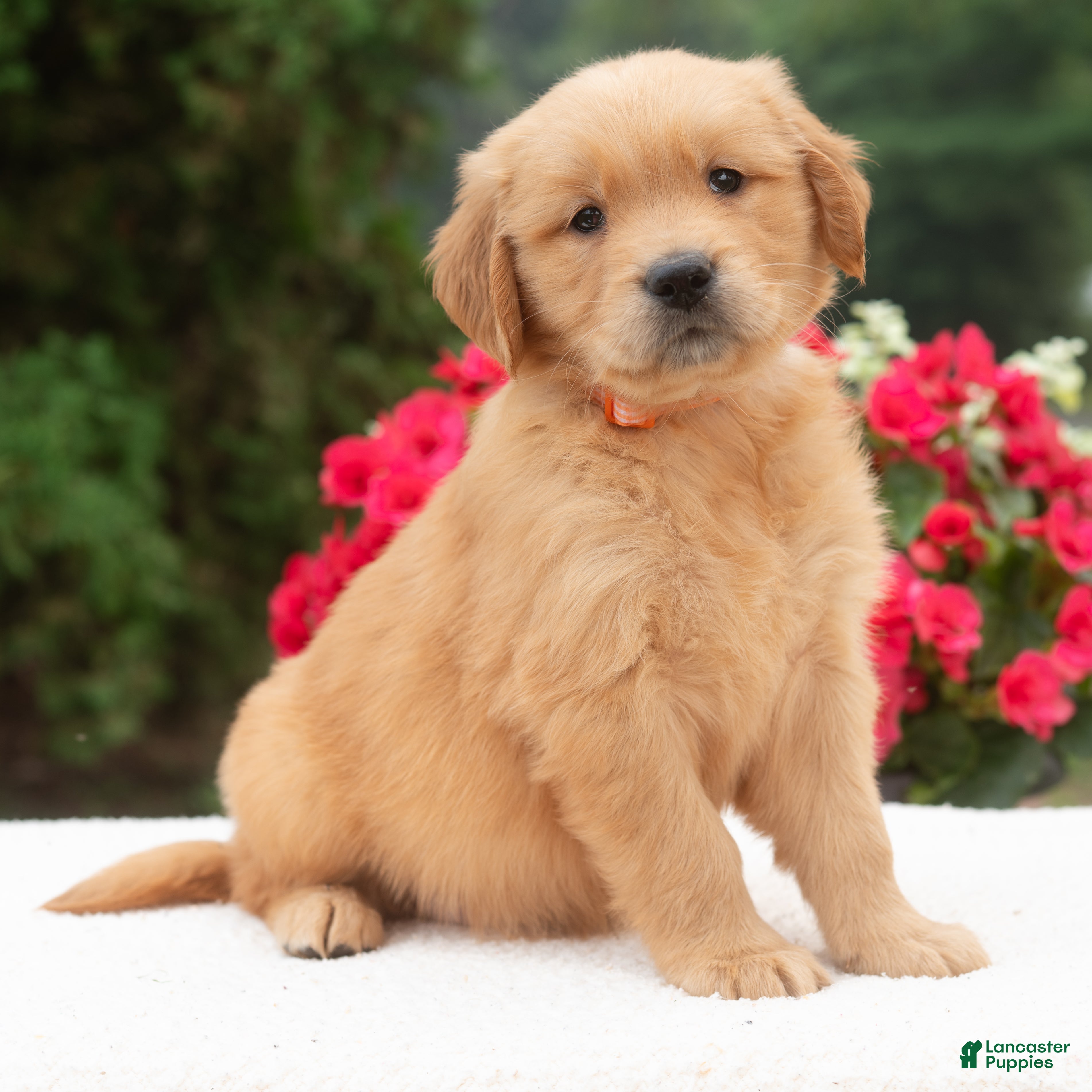 Golden Retriever dogs Keira  - Ad 1