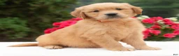 Golden Retriever dogs for sale: Keira  - Ad 1