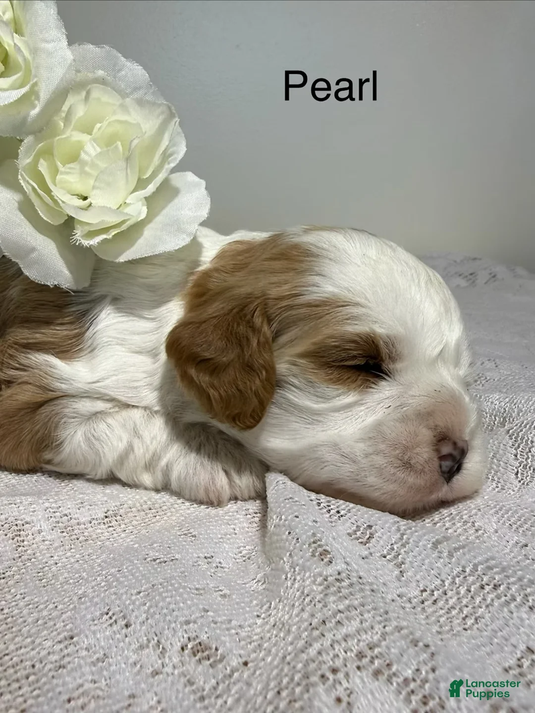 Cavapoo dogs for sale: Pearl Cavapoo  - Ad 10