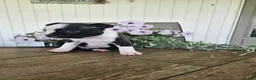Boston Terrier dogs for sale: Arlo - Ad 12