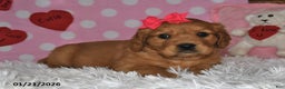 Miniature Golden Retriever dogs for sale: Sugar - Ad 4