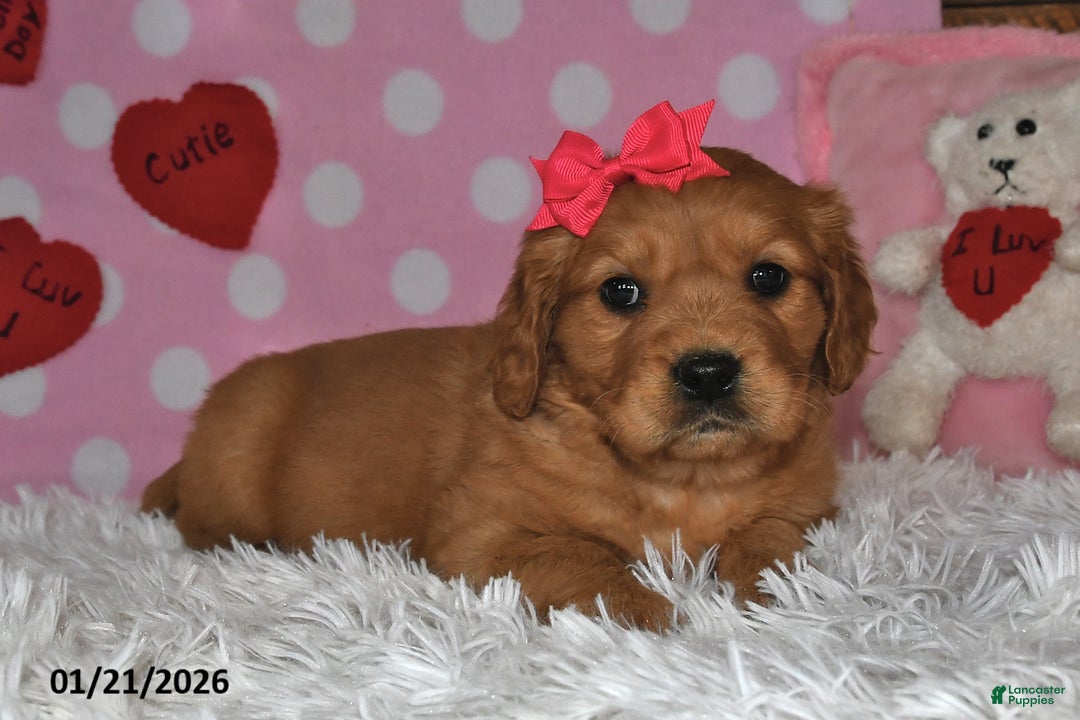 Miniature Golden Retriever dogs for sale: Sugar - Ad 4