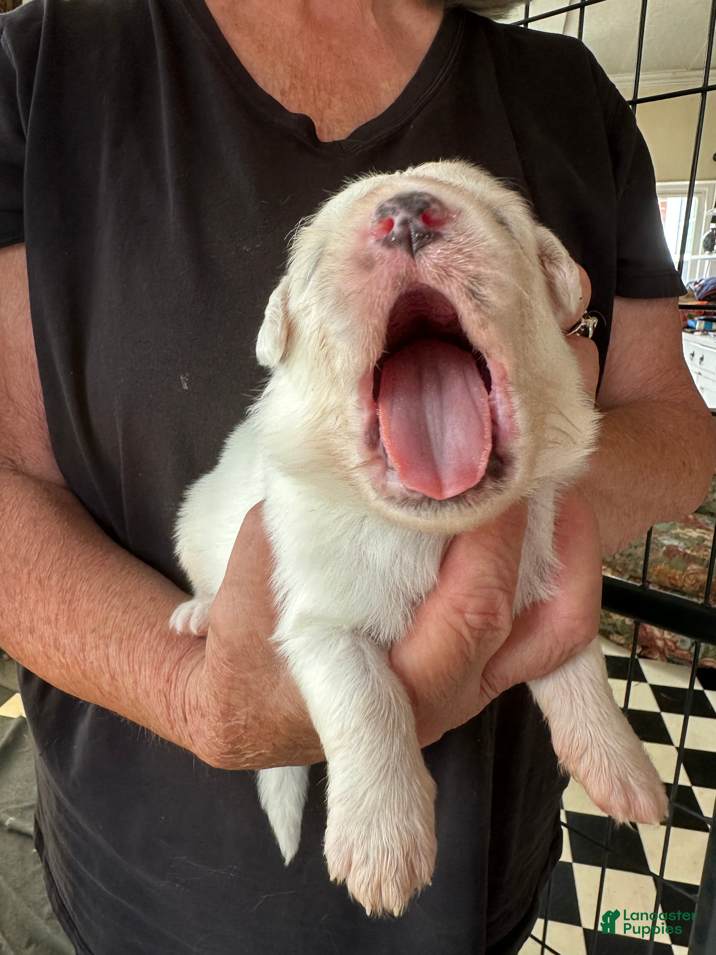 Great Pyrenees dogs Camellia - Ad 2