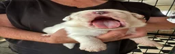 Great Pyrenees dogs for sale: Camellia - Ad 2