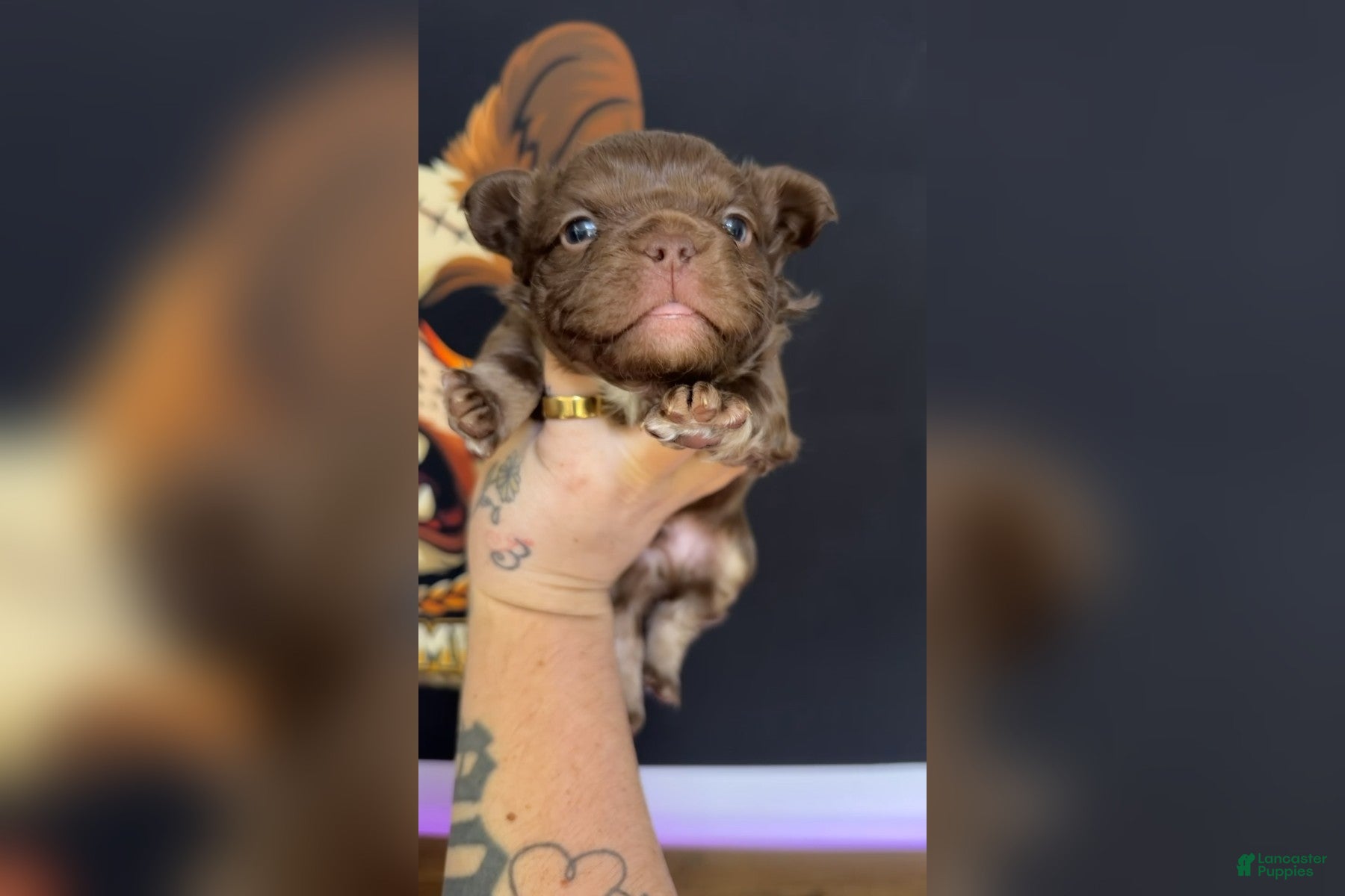 French Bulldog dogs for sale: Rojo Visual Fluffy - Ad 8