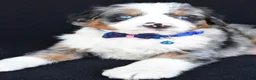 Mini Bernedoodle dogs for sale: Lamar - Ad 6