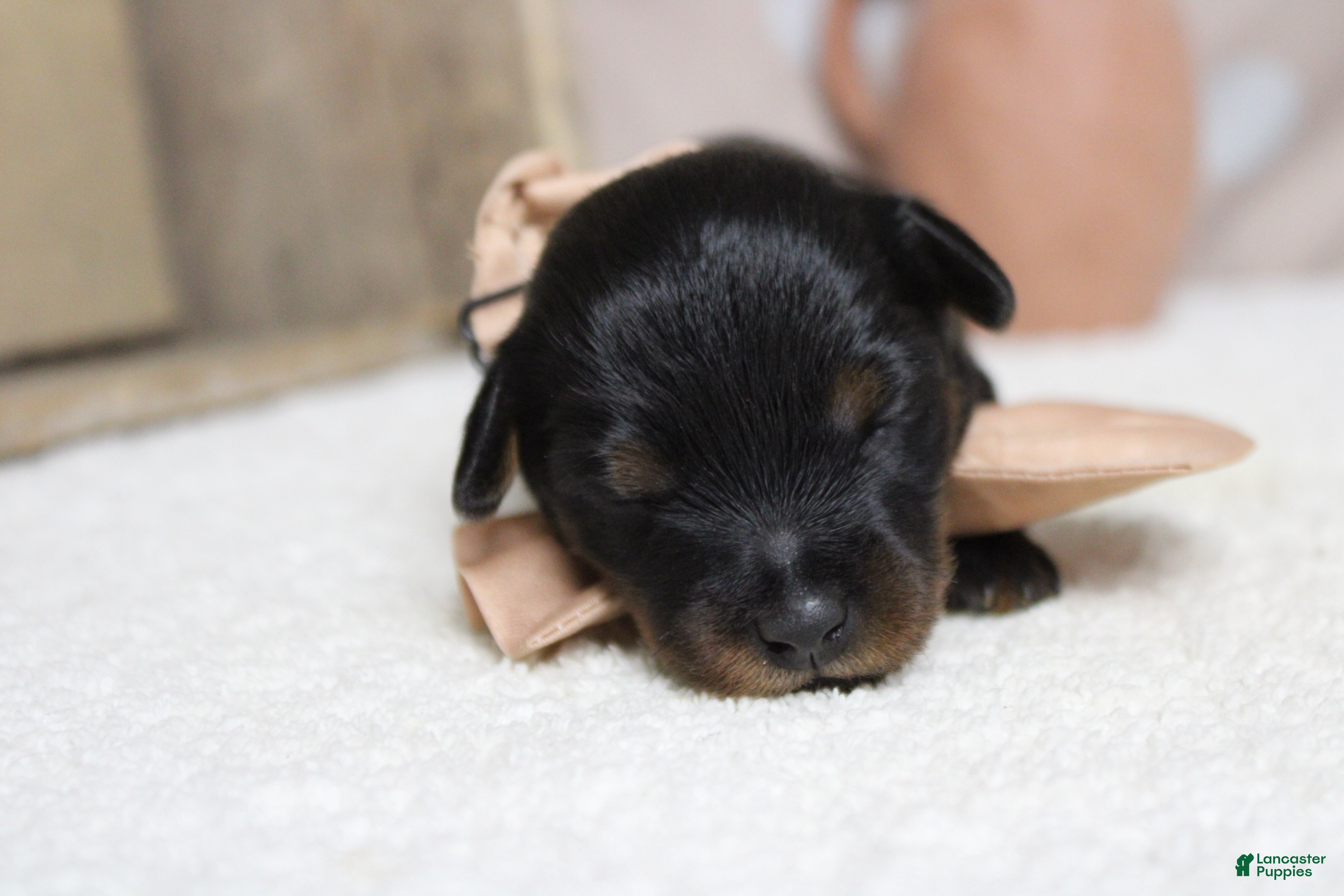 Yorkiepoo dogs Toughy - Ad 5