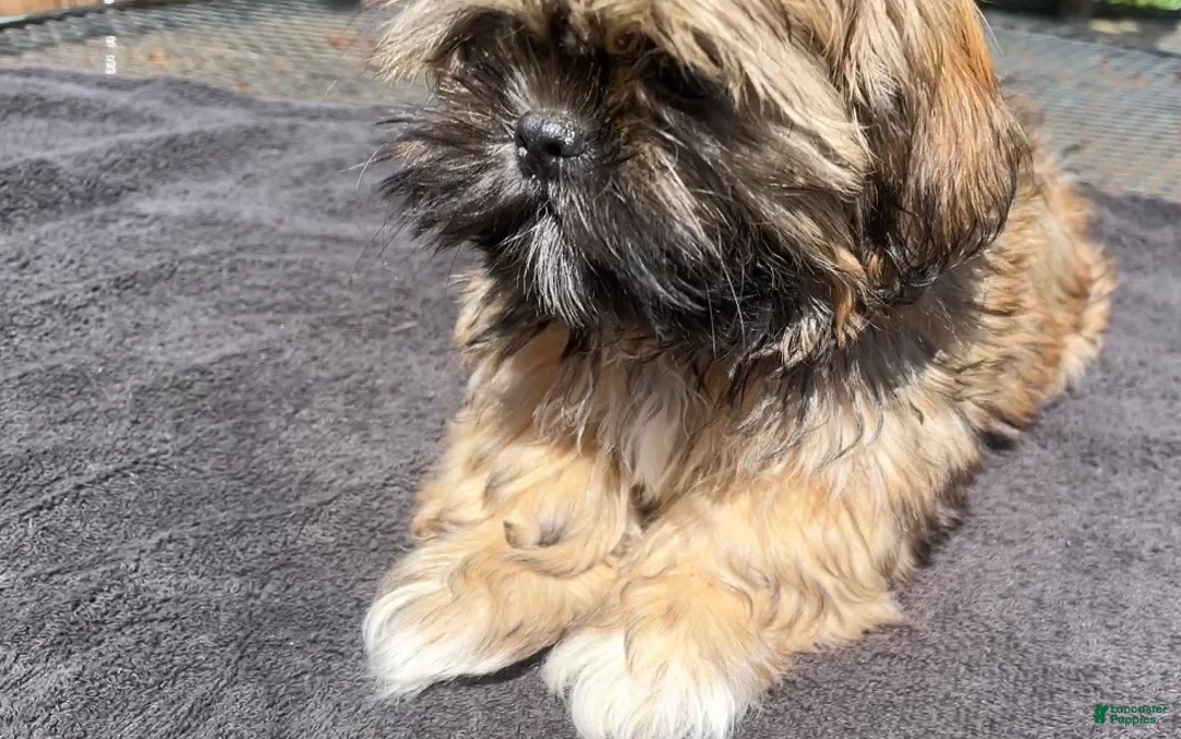 Shih Tzu dogs for sale: Tucker - Ad 1