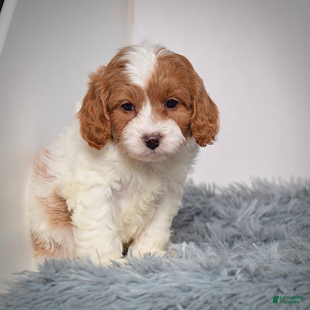 Cavapoo dogs for sale: Mr. Lenny - Ad 6