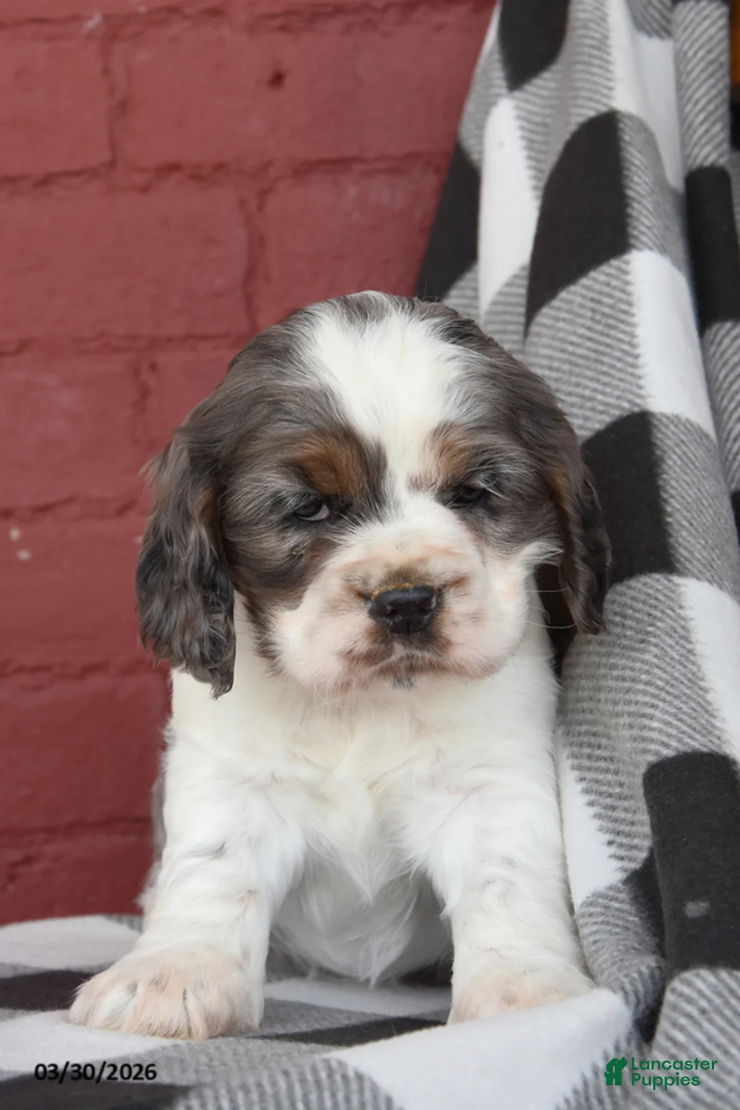 English Cocker Spaniel dogs for sale: Colton - Ad 2
