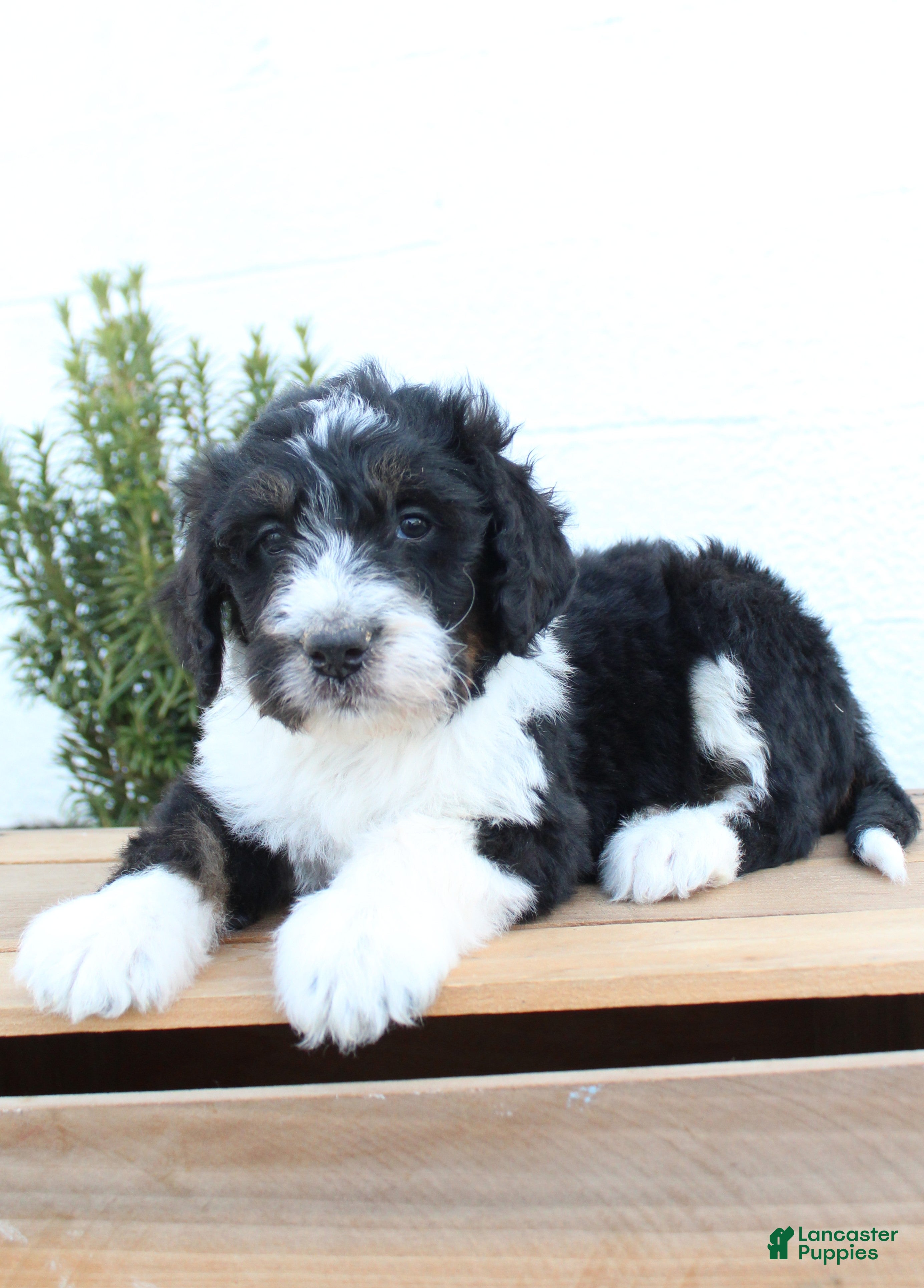 Bernedoodle dogs Leo - Ad 2