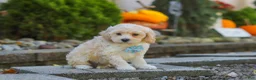 Maltipoo dogs for sale: Brooks - Ad 3