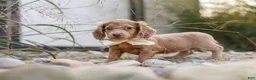 Dachshund dogs for sale: Amelia - Ad 13