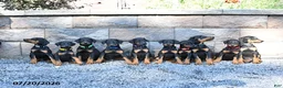 Doberman Pinscher dogs for sale: Poppy - Ad 5
