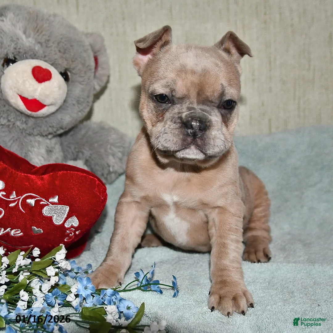 French Bulldog dogs for sale: Gingerbread - Ad 2