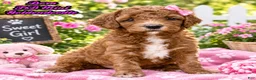 Mini Goldendoodle dogs for sale: Dora - Ad 1