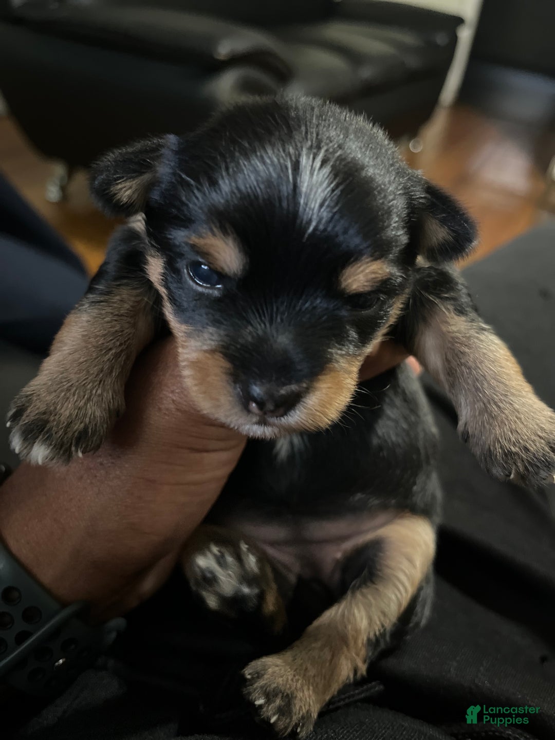 Yorkiepoo dogs for sale: Yorkiepoo Puppy 2 (Izzy) - Ad 2