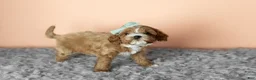 Cavapoo dogs for sale: Sadie - Ad 4