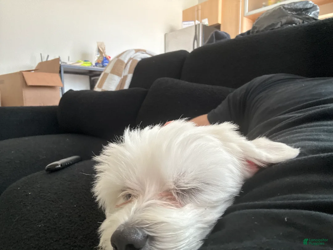 Maltese dogs for sale: Maltese Puppy 1 - Ad 2